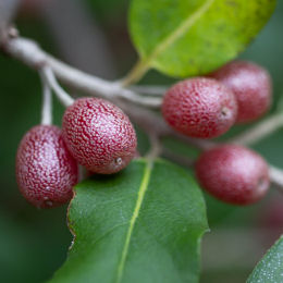 Eleagno con frutas de gumi rojas